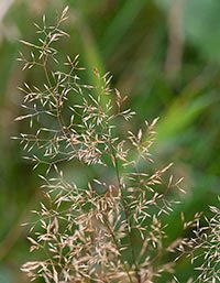 Agrostis-capillaris