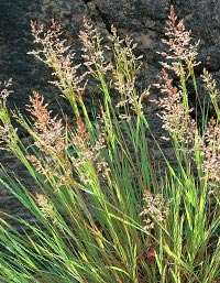 Agrostis-stolonifera