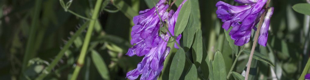 Takarmány füvek, pillangós takarmánynövények felhasználása