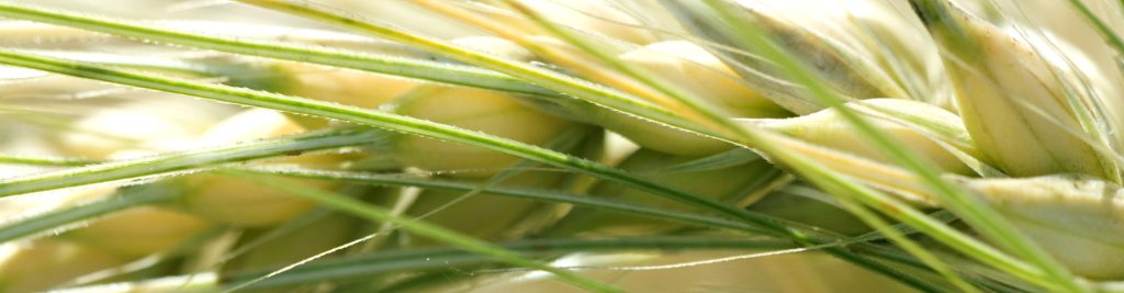 Kalászos gabonák