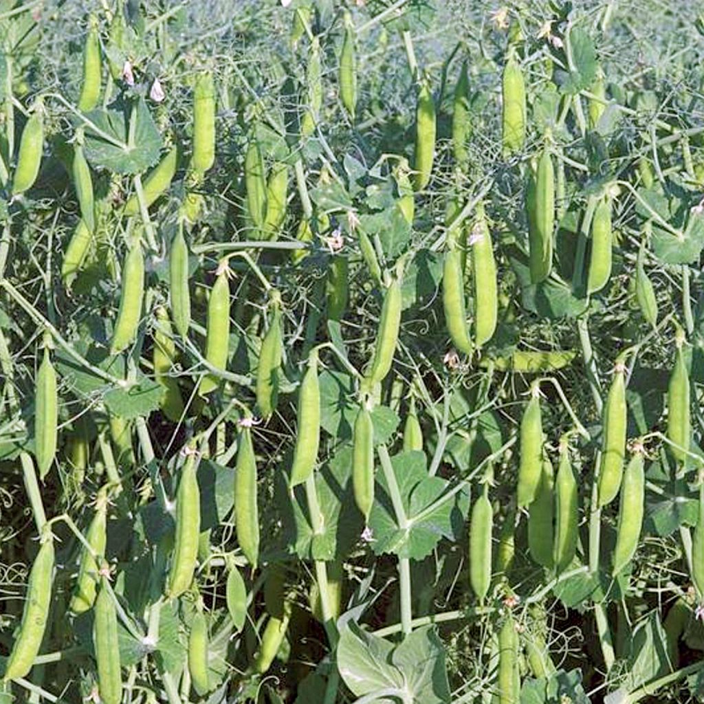 ASTRONAUTE / Takarmány borsó