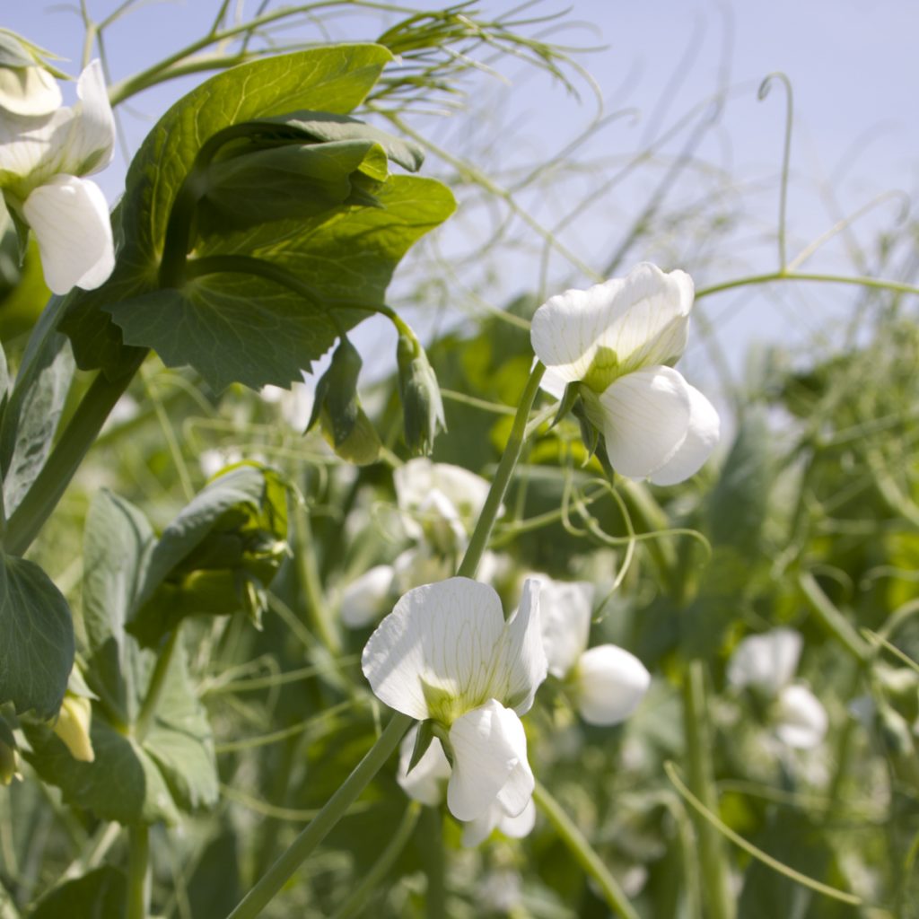 AVATAR tavaszi borsó