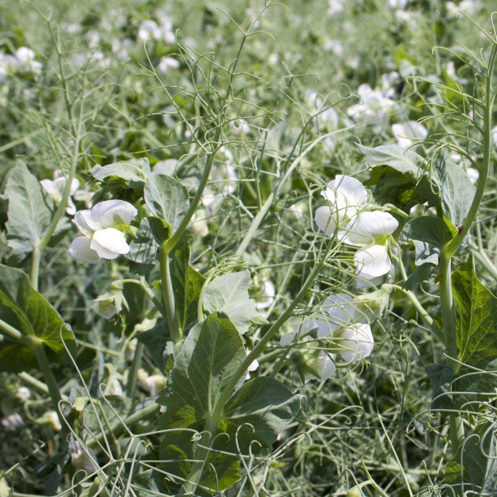 BALLTRAP őszi borsó