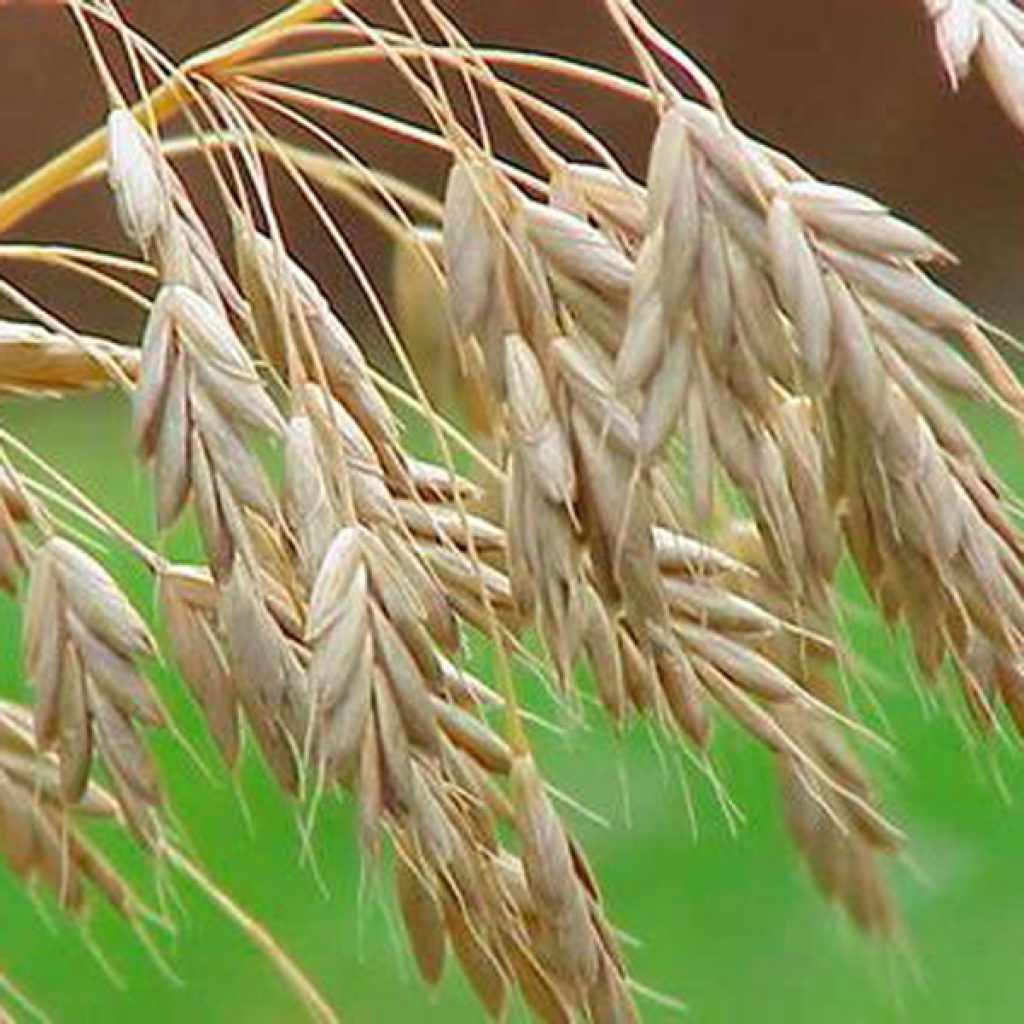 BONFIRE / őszi rozs