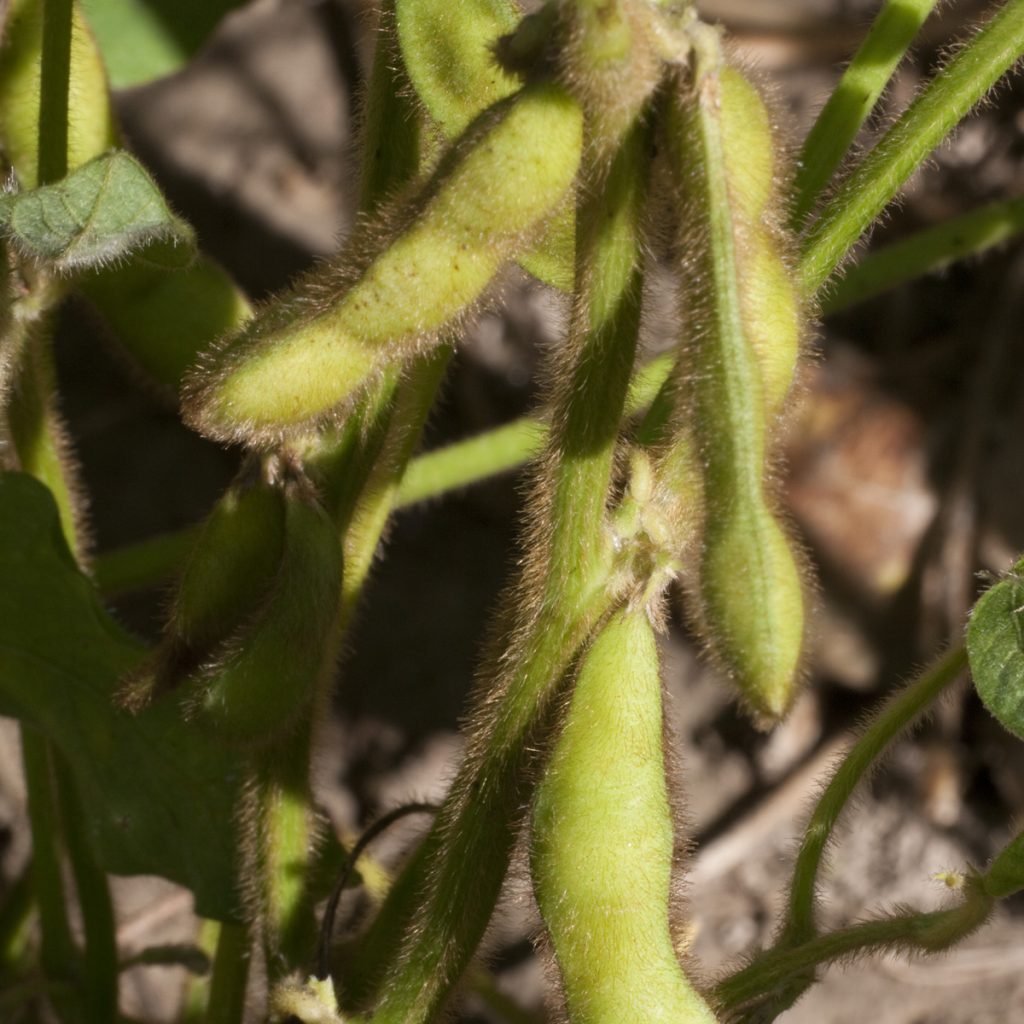 ES MENTOR (00) / szójabab