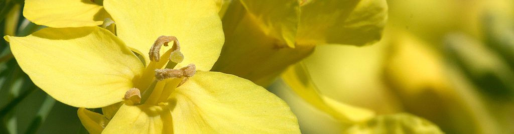 Repce, napraforgó vetőmagok