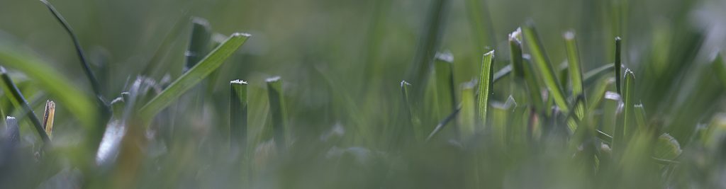 Zöldítő-, takaró- és ugarkeverékek