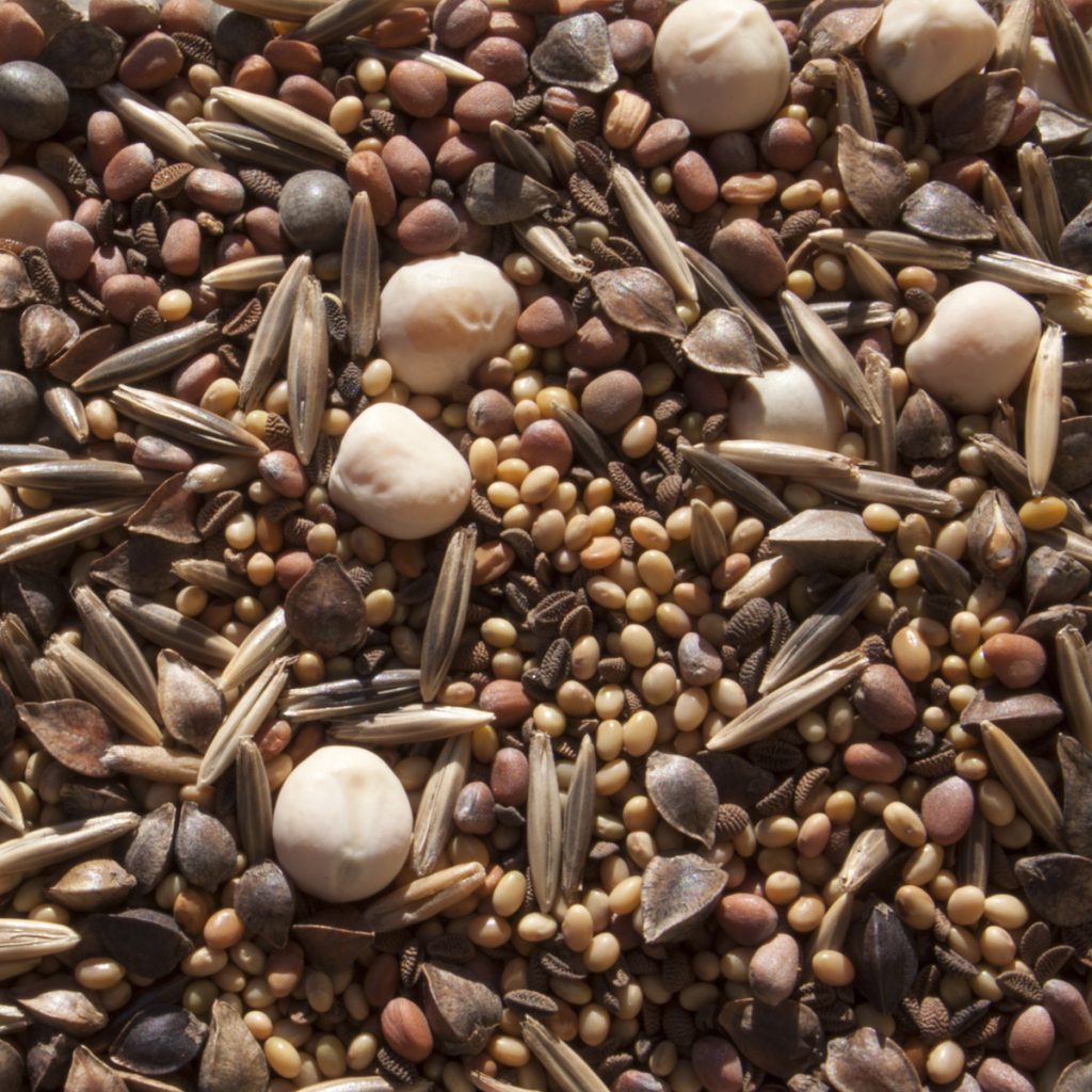 VI. Bükkönyös nitrogén megkötés