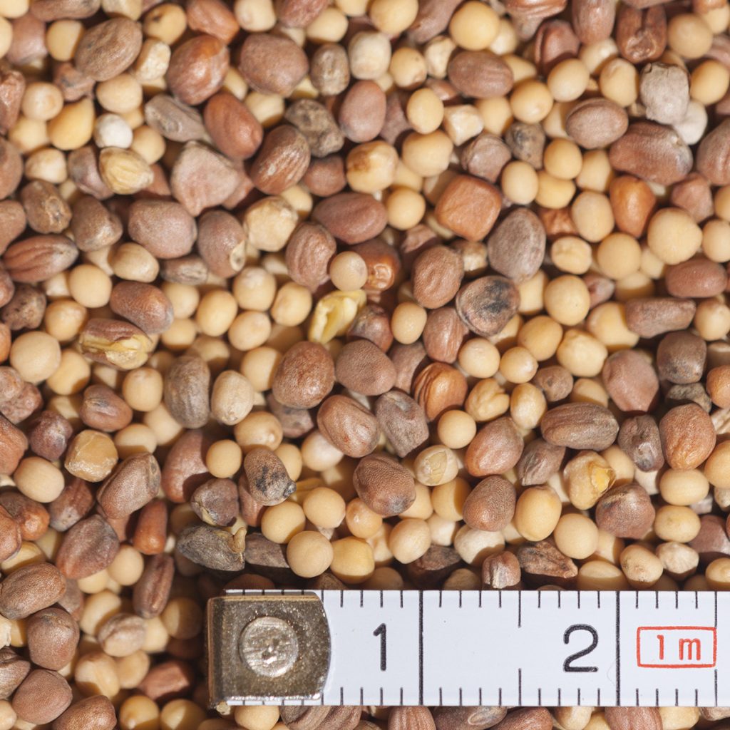 I. Nagy zöldtömeg, gyors talajtakarás