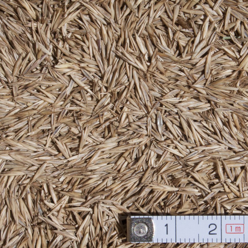 Vörös csenkesz - Tarackoló