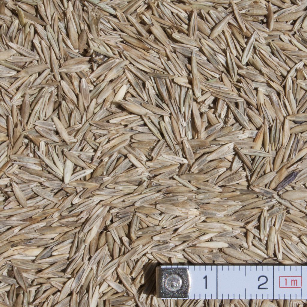 Nádképű csenkesz BORNEO