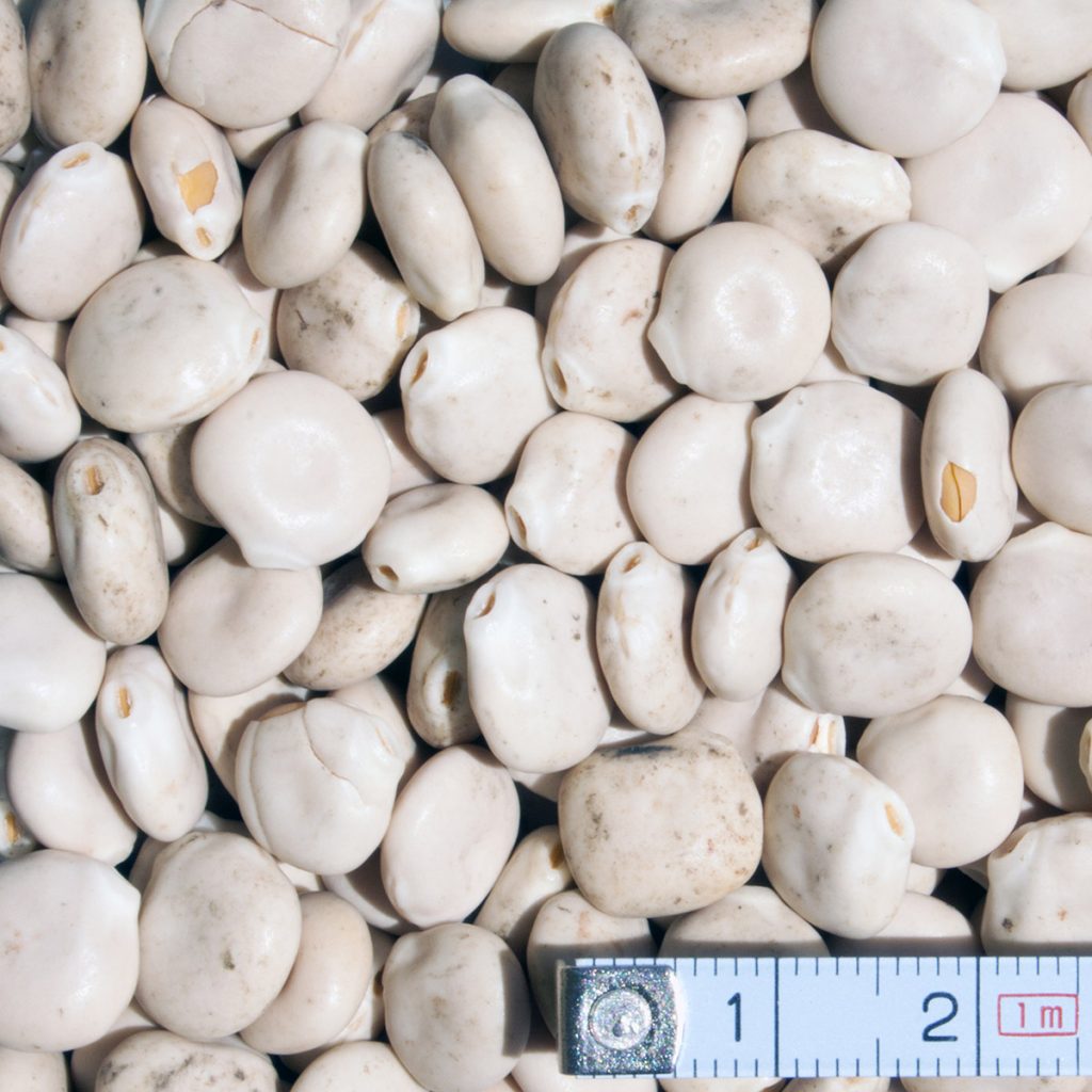 Csillagfürt fehérvirágú, édes