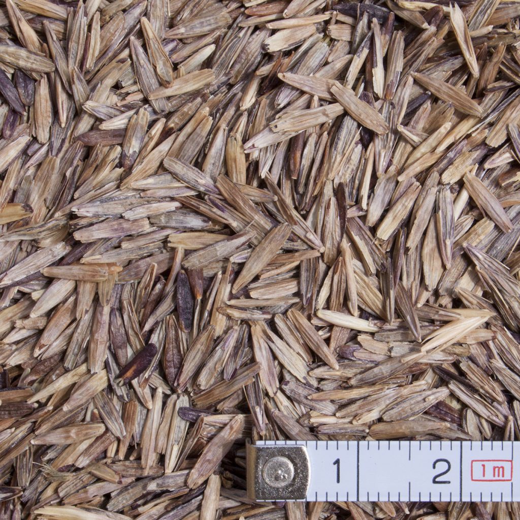 Magyar (Árva) rozsnok