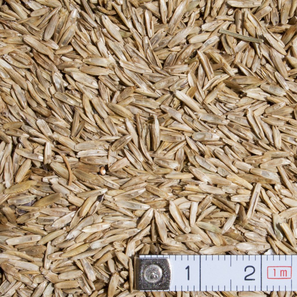 Olasz perje Tetraploid