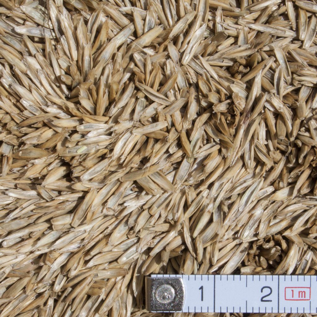 Angol perje / Lolium perenne TEMPRANO