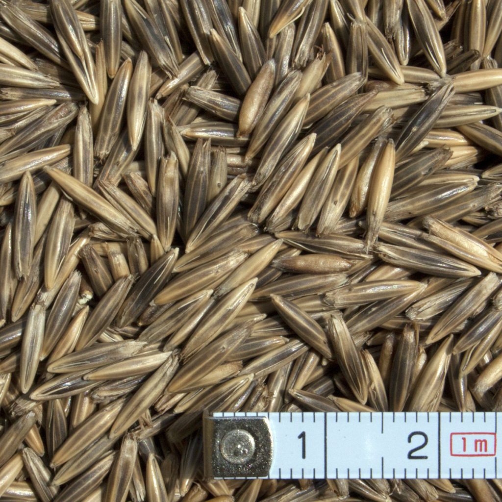 Homoki zab ( Fekete zab)