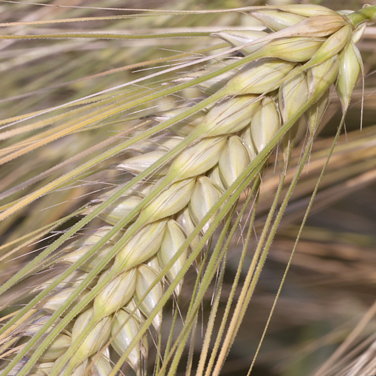 JAKUBUS / őszi takarmányárpa
