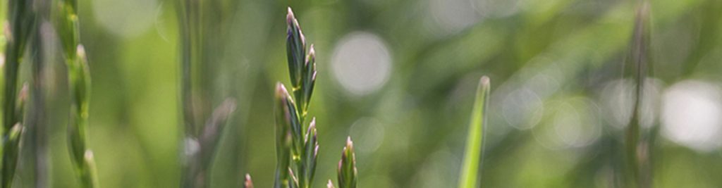 Kaszálók és legelők keverékei