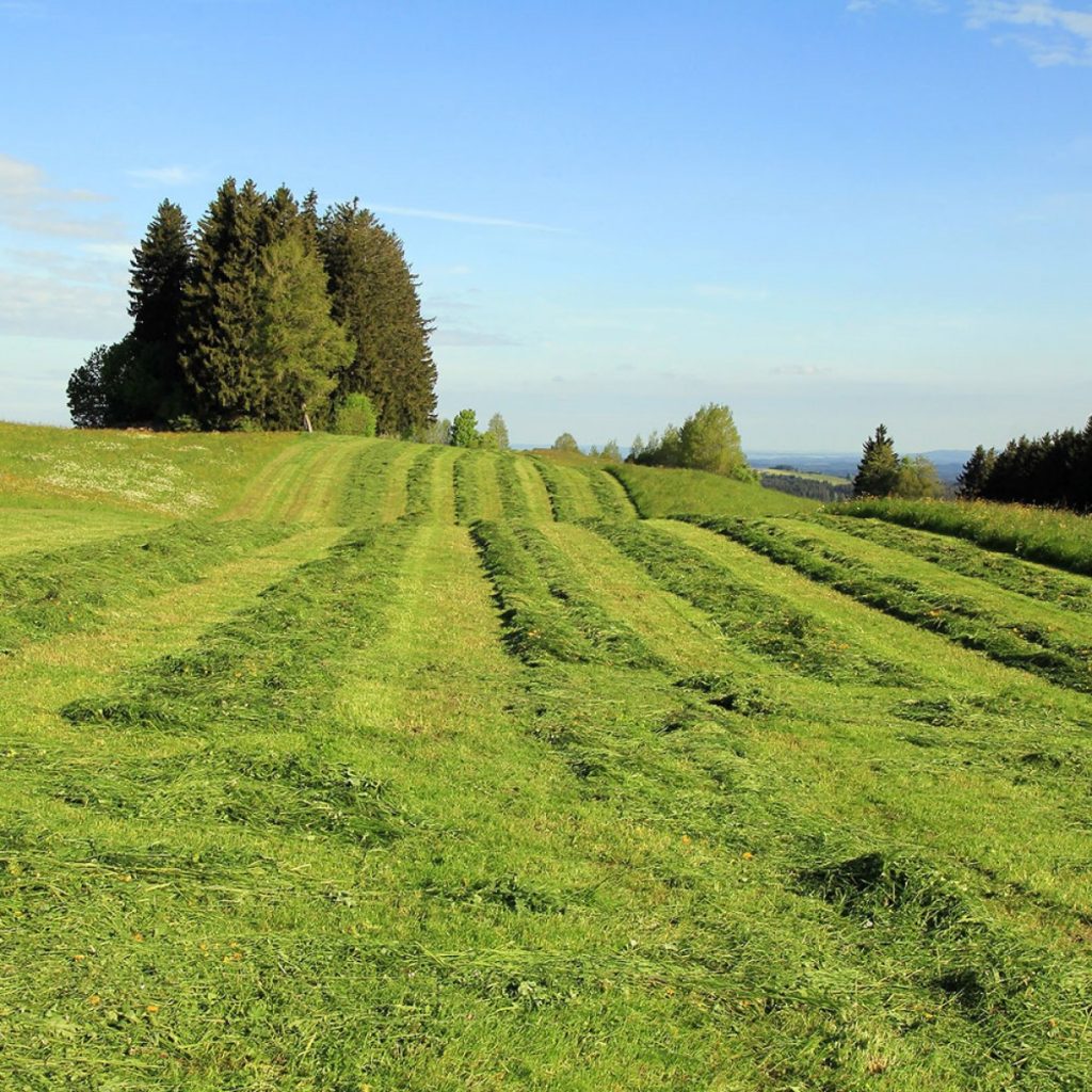 Kaszáló standard keverék