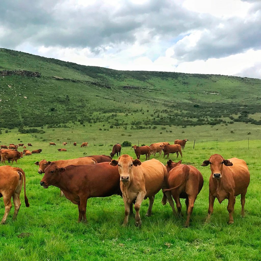 Standard legelő keverék