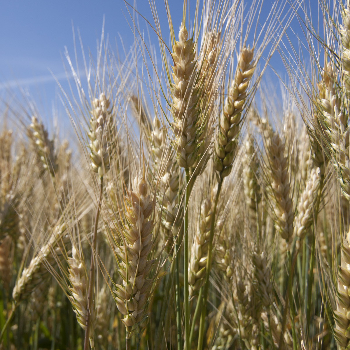 LG ARMSTRONG / őszi búza