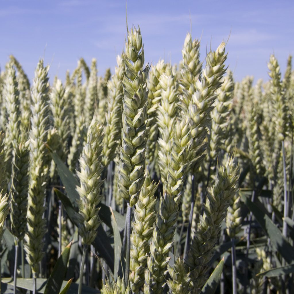 LG AVENUE / őszi búza