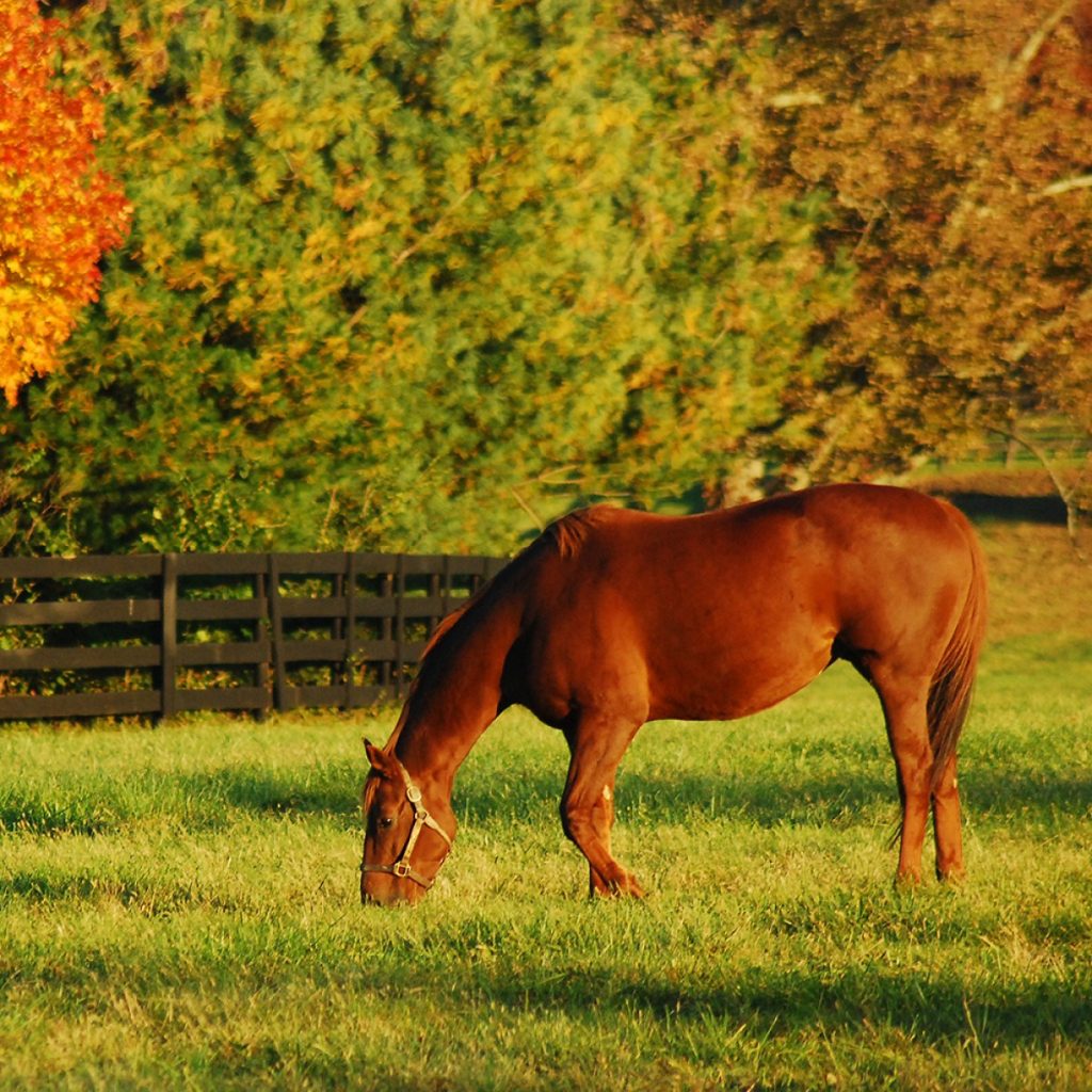 Ló legelő - kifutó keverék