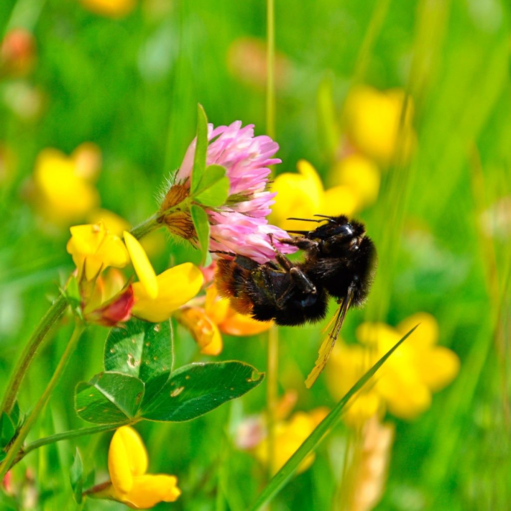 Méhlegelő – évelő hosszan virágzó