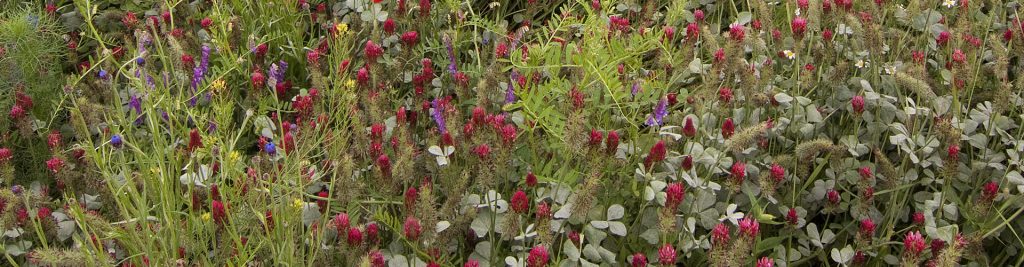 Méhlegelők és sorközök keverékei