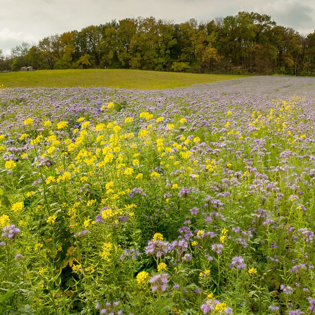 Méhlegelő 1 éves keverék