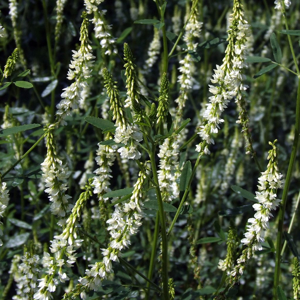 Fehér virágú somkóró