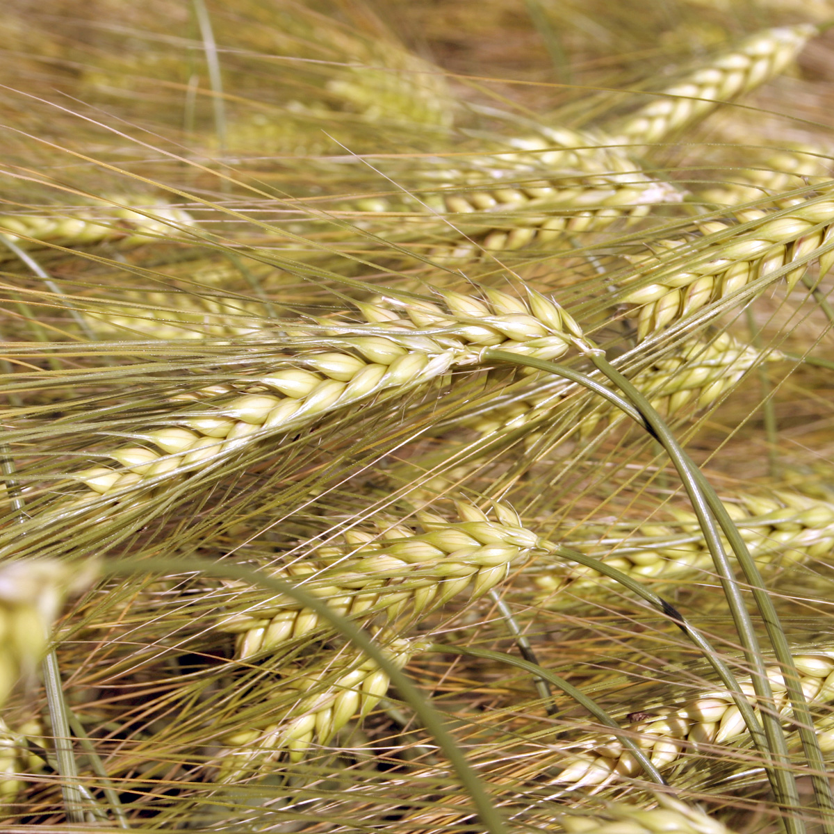 PARADIES / őszi árpa