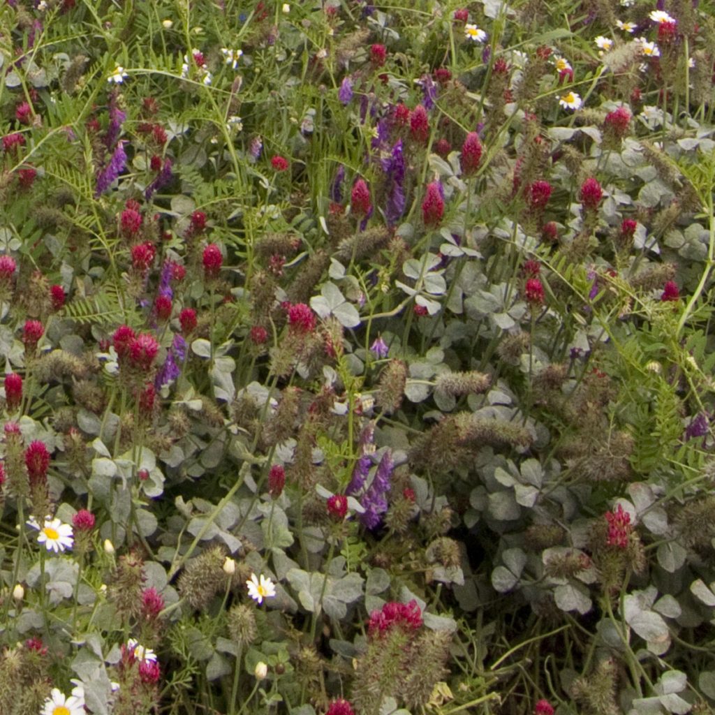 AKG Zöldugar 10% pillangós (szárazságtűrő lucerna tartalmú) kaszáló keverék
