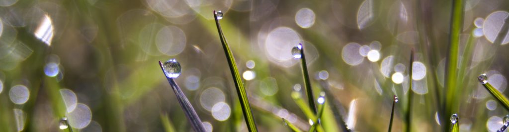 Sport és pázsit keverékek