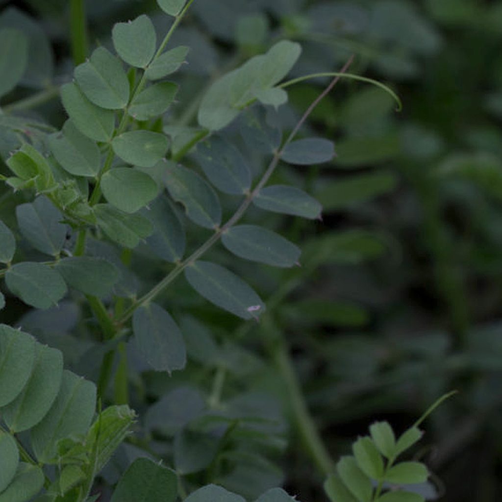 Pillangós keverék 65% lucerna tartalommal