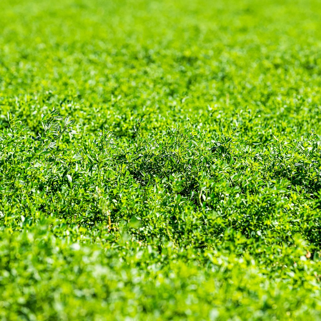 Pillangós keverék 70% lucerna tartalommal