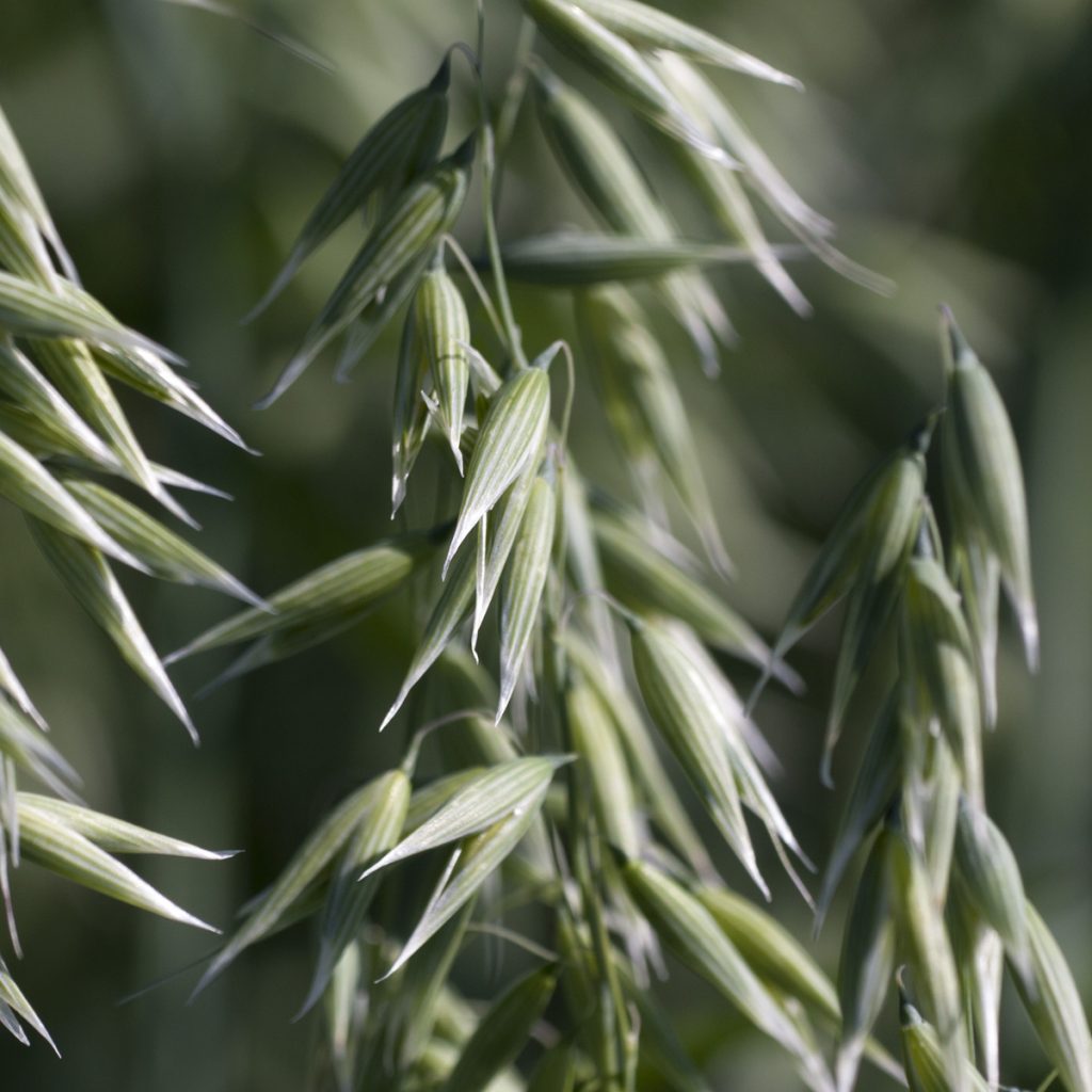 Tavaszi zab Platin, Breton