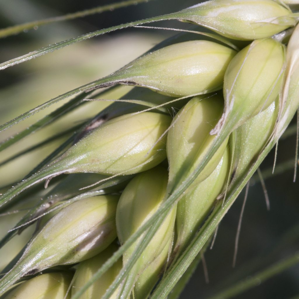 QUADRIGA / takarmányárpa