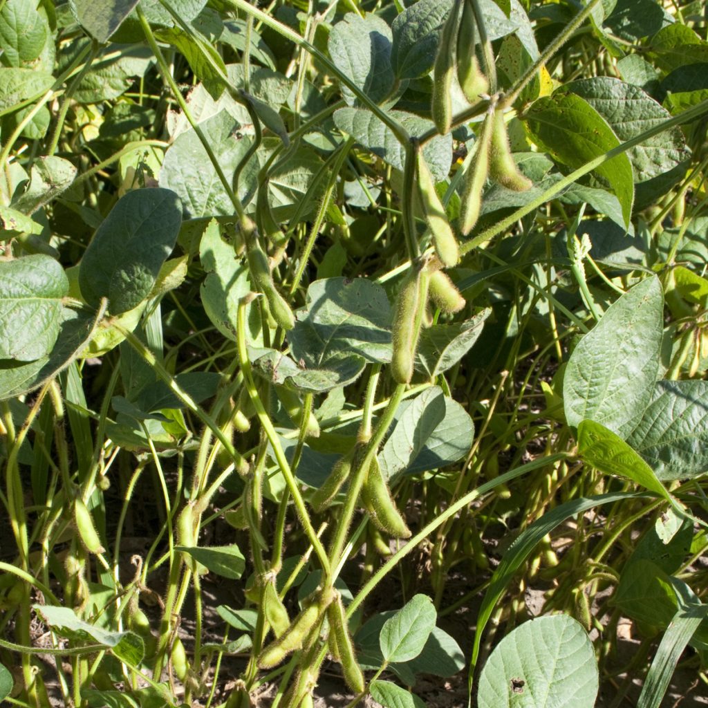 RAGT STOCATA (0) / szójabab