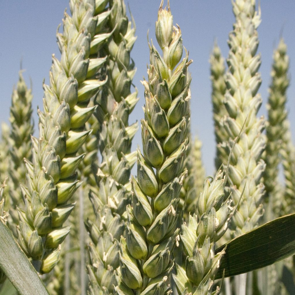 RAGT CESARIO / őszi búza