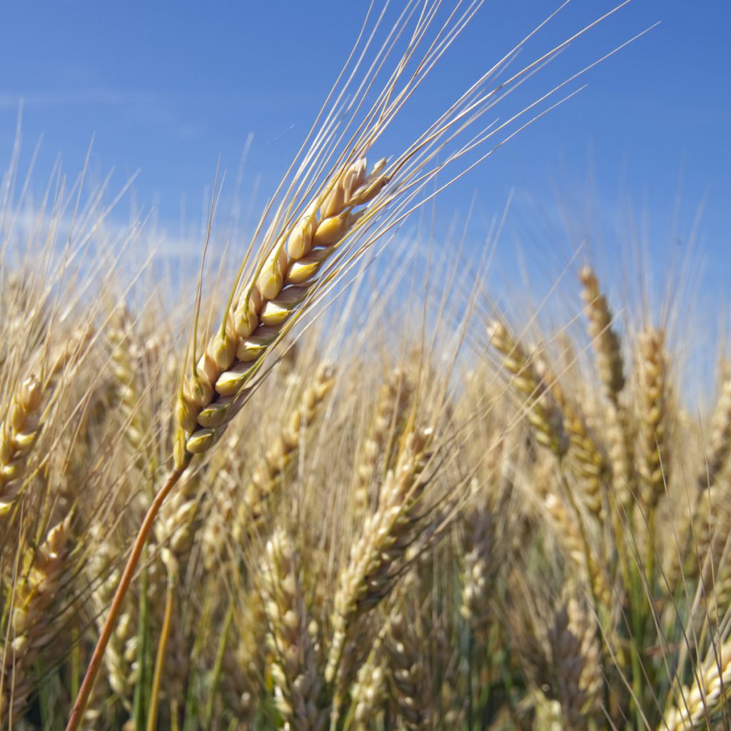 RAGT MONTECARLO / őszi búza