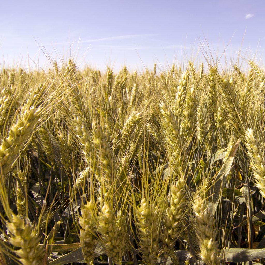 RAGT SACRAMENTO / őszi búza