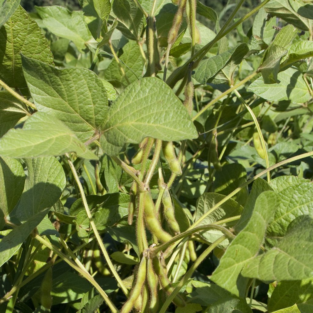 RAGT SCALA (0) / szójabab