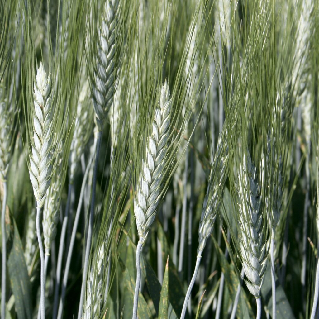 SANODUR / durumbúza