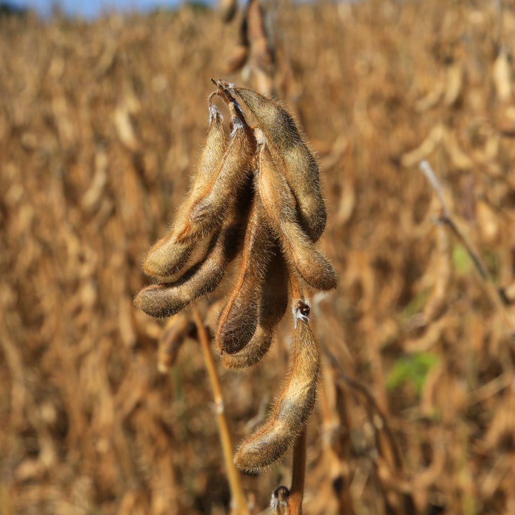 ADELFIA (000) / szójabab