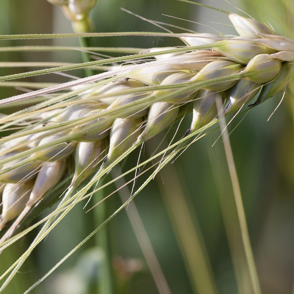 SU ELLEN / őszi takarmányárpa