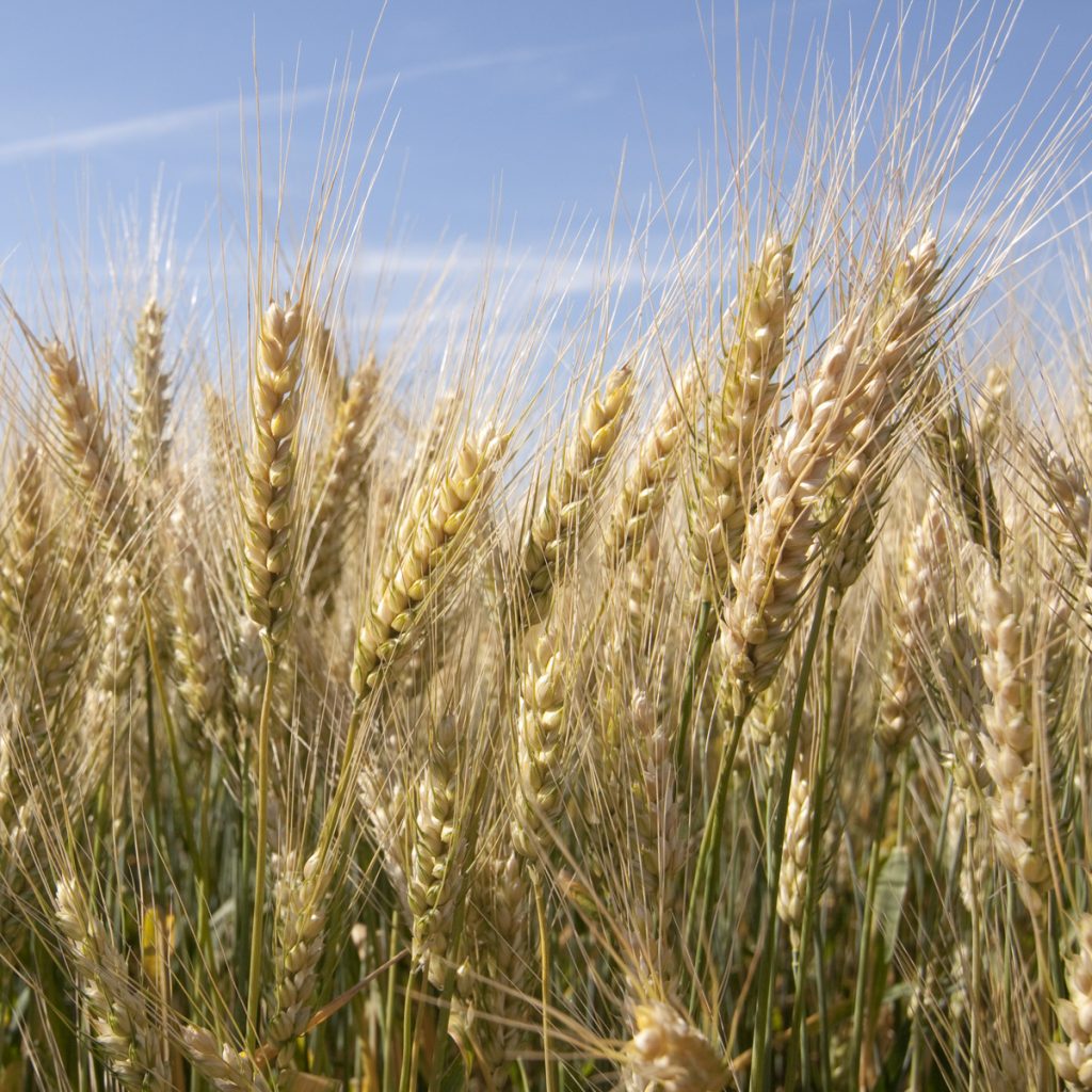 SY EXALTATION / őszi búza