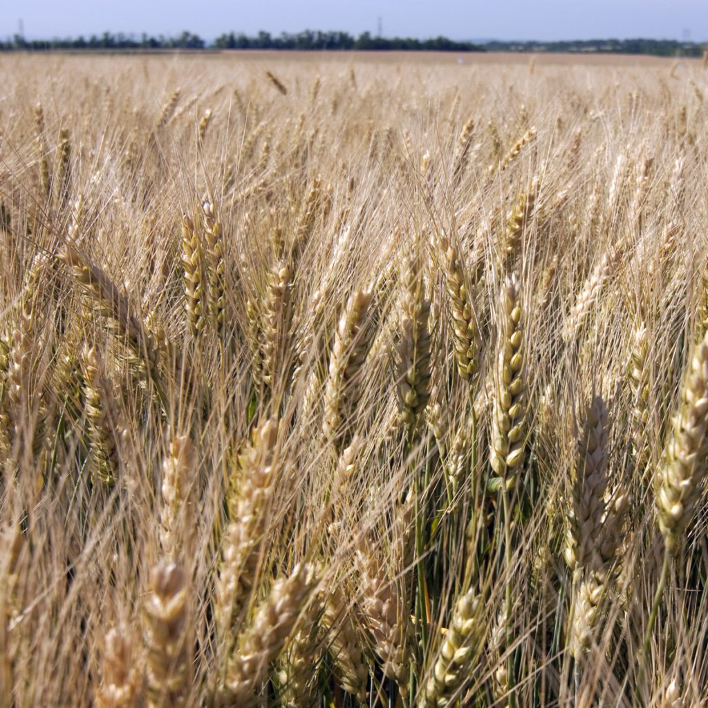 SY MOISSON / őszi búza