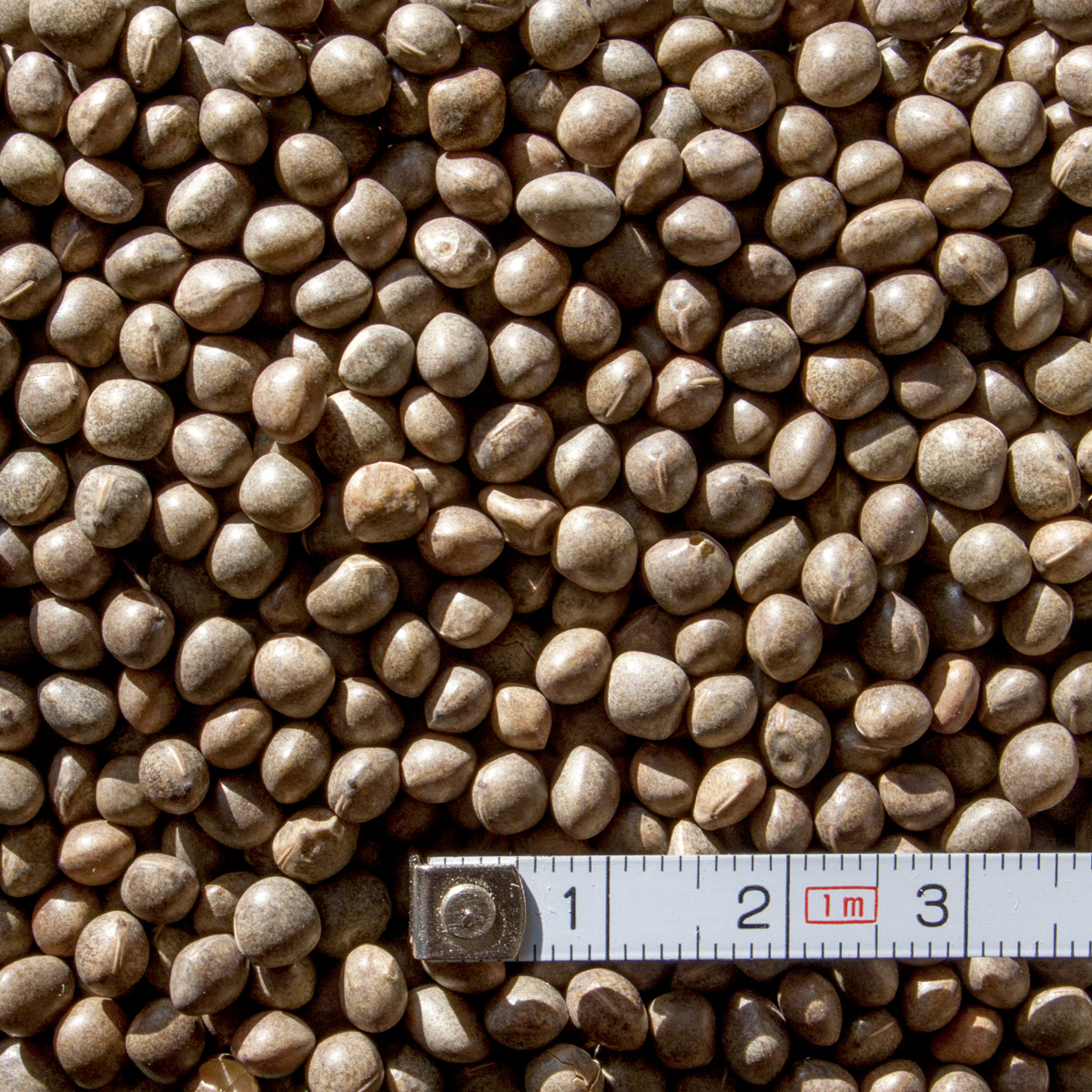 EMMA / tavaszi bükköny