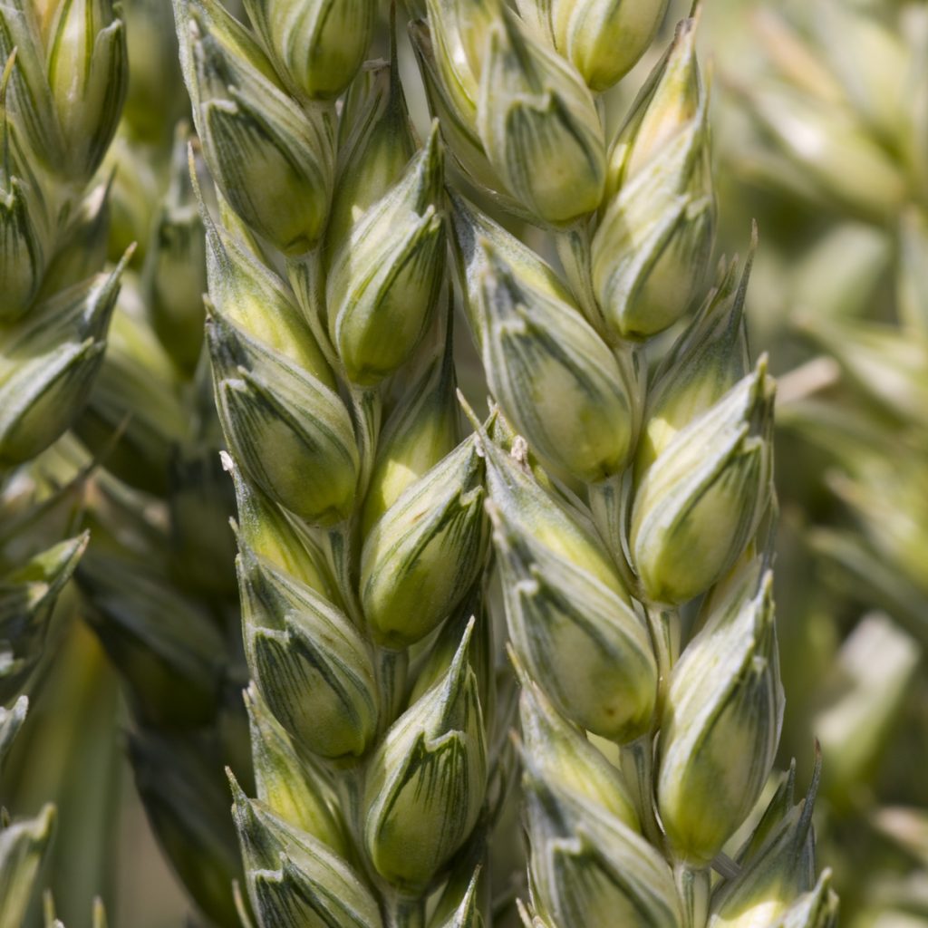 VAGABUND / őszi búza